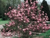 Magnolia soulangiana 